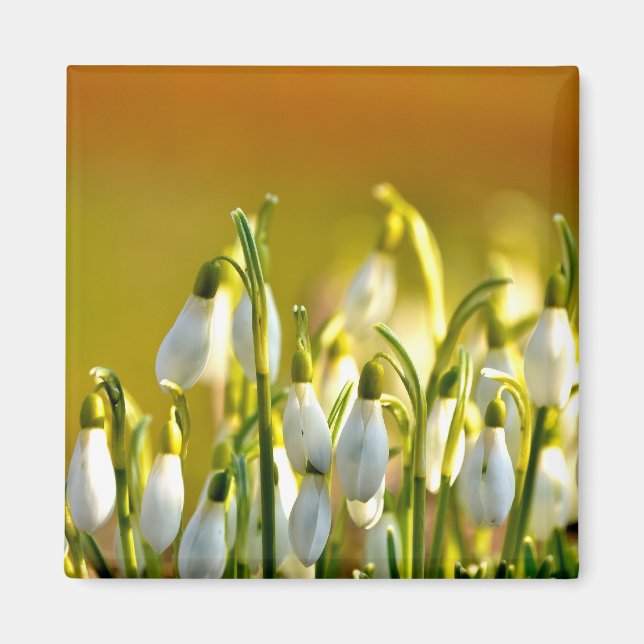 Vår - Magnet (Framsidan)