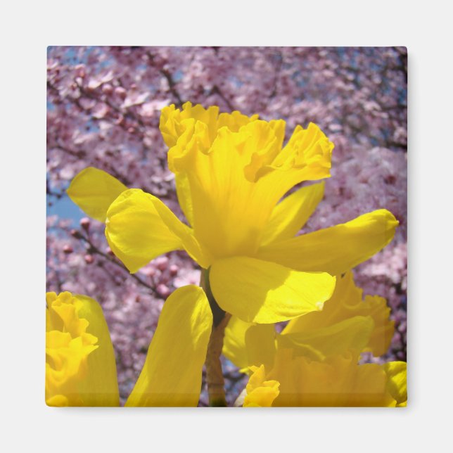 Vår magneter Gula Narcisser Rosa Träd Blommor (Framsidan)