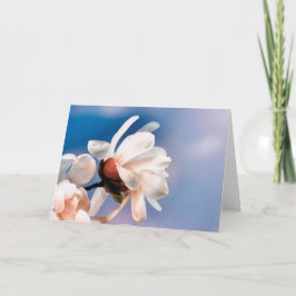 Vår magnolia blommar kort