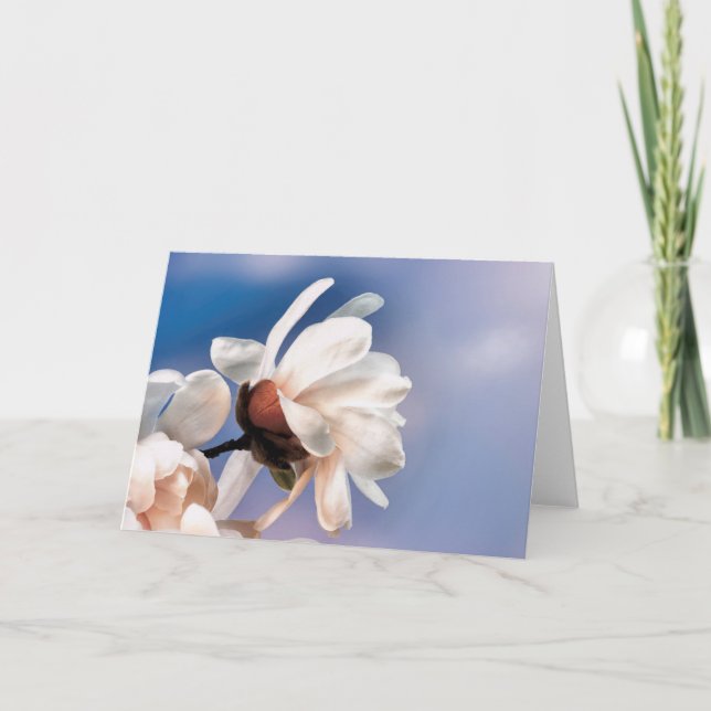 Vår magnolia blommar kort (Framsida)