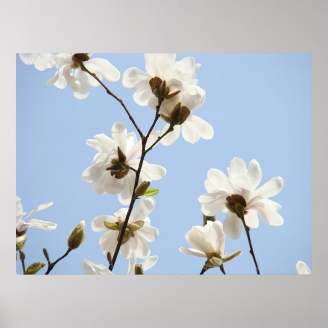Vår Magnolia Träd Blommor Konsttryck Blå Himmel Poster (Framsidan)
