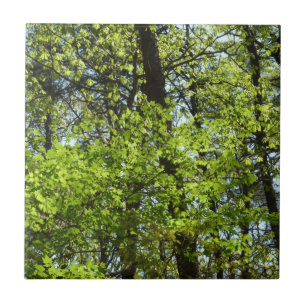 Vår Maple Löv Natature Kakelplatta