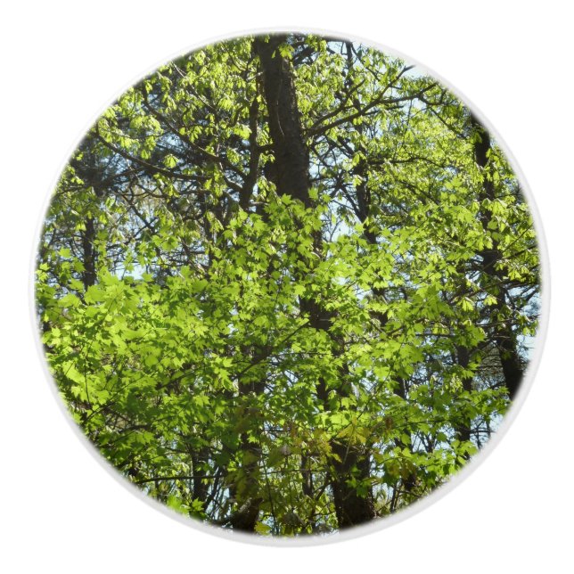 Vår Maple Löv Natature Knopp (Framsidan)