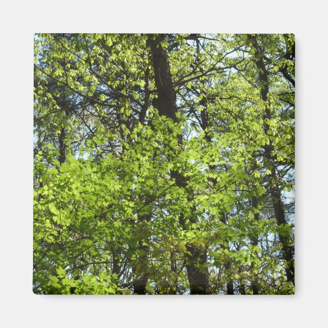 Vår Maple Löv Natature Magnet (Framsidan)