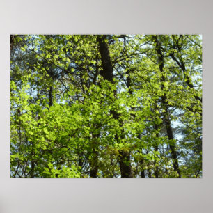 Vår Maple Löv Natature Poster