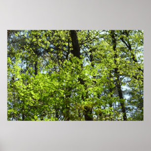 Vår Maple Löv Natature Poster