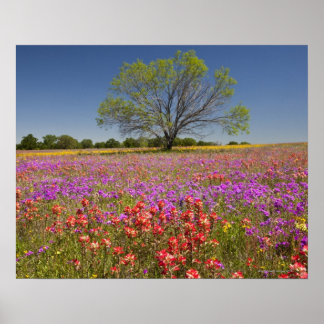 Vår mesganska träd som odlar vilda blommor poster