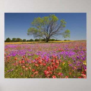 Vår mesganska träd som odlas i vilda blommor, poster
