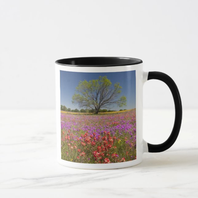 Vår mesquite träd växer i vildblommor, mugg (Höger)