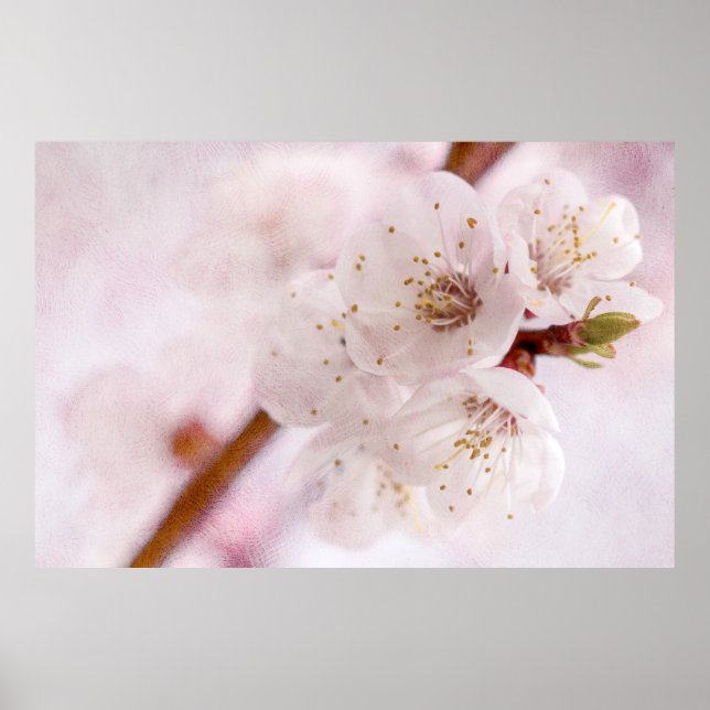 Vår mjukhet poster (Framsidan)