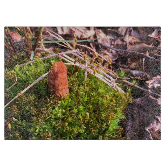 Vår Morel (Framsidan)