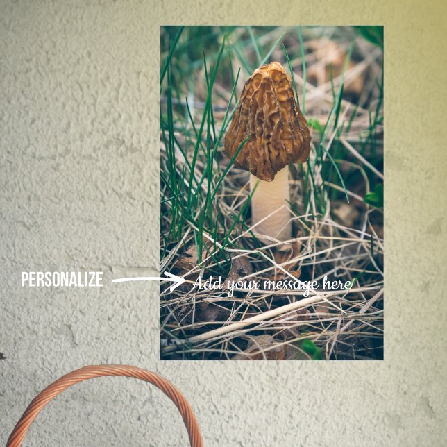 Vår Morel Mushroom Poster (Skapare uppladdad)