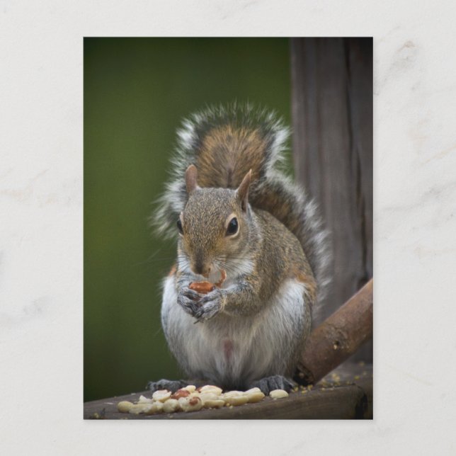 Var mycket tyst vykort (Framsida)