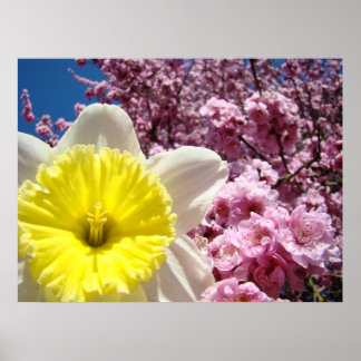 Vår Narciss Blomma konsttryck Rosa blommor Poster