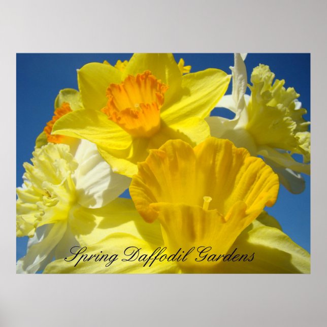 Vår Narciss Trädgård konsttryck Gula Blommor Poster (Framsidan)