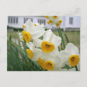 Vår Narcisser i Blommande Trädgård Vykort