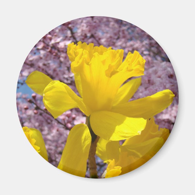 Vår Narcisser Magnet present Pink Blomning (Framsidan)
