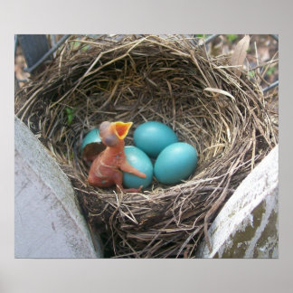 vår_new_born_firstborn poster