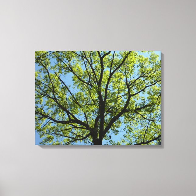 Vår Oak Träd Vibrant Natur Canvastryck (Framsida)