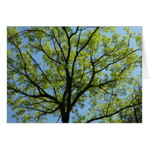 Vår Oak Träd Vibrant Natur Hälsningskort