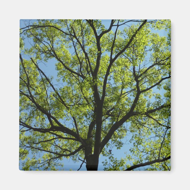 Vår Oak Träd Vibrant Natur Magnet (Framsidan)