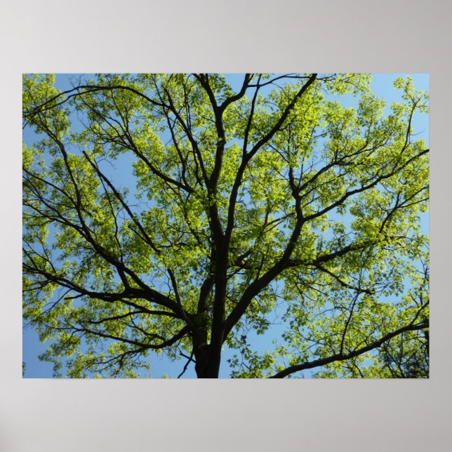 Vår Oak Träd Vibrant Natur Poster (Framsidan)