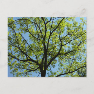 Vår Oak Träd Vibrant Natur Vykort