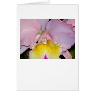 Vår Orchid Hälsningskort