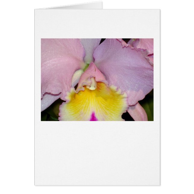 Vår Orchid Hälsningskort (Framsidan)