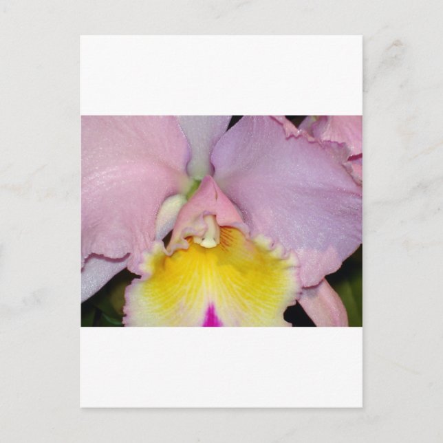 Vår Orchid Vykort (Framsida)