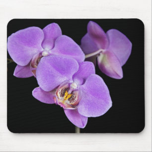Vår Orchids Musmatta