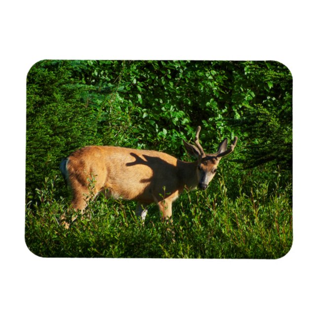 Var på väg magnet (Horisontell)