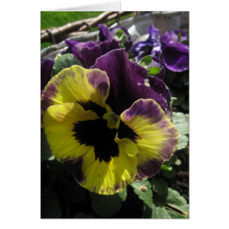 Vår Pansy Hälsningskort