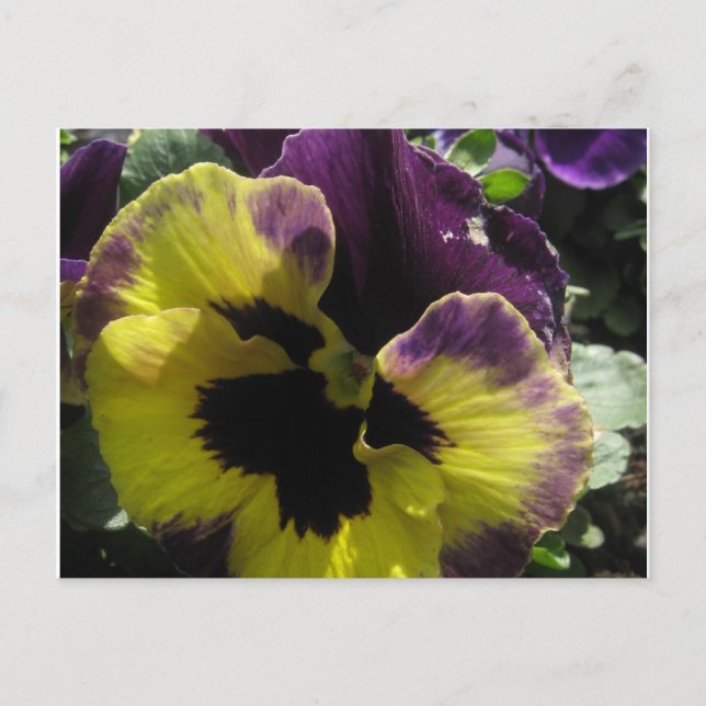 Vår Pansy Vykort (Framsida)