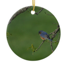 Vår/påsk: Male blåsångare, kvinnlig blåsångare