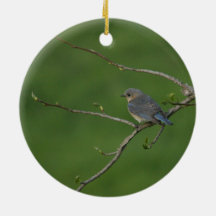 Vår/påsk: Male blåsångare, kvinnlig blåsångare