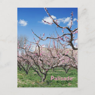 Vår Peach Orchard i Palisade Travel Postcard Vykort