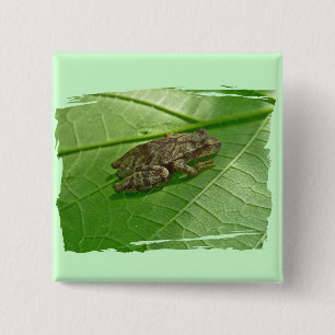 Vår Peeper (Pseudacris Crucifer) Treefrog Items Knapp