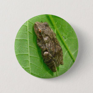 Vår Peeper (Pseudacris Crucifer) Treefrog Items Knapp
