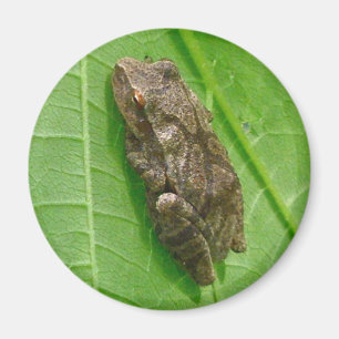 Vår Peeper (Pseudacris Crucifer) Treefrog Items Magnet