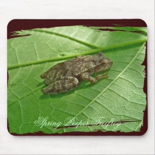 Vår Peeper (Pseudacris Crucifer) Treefrog Items Musmatta
