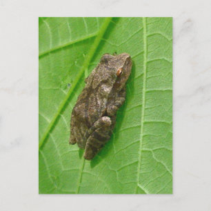 Vår Peeper (Pseudacris Crucifer) Treefrog Items Vykort
