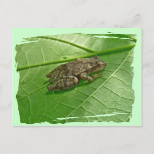 Vår Peeper (Pseudacris Crucifer) Treefrog Items Vykort