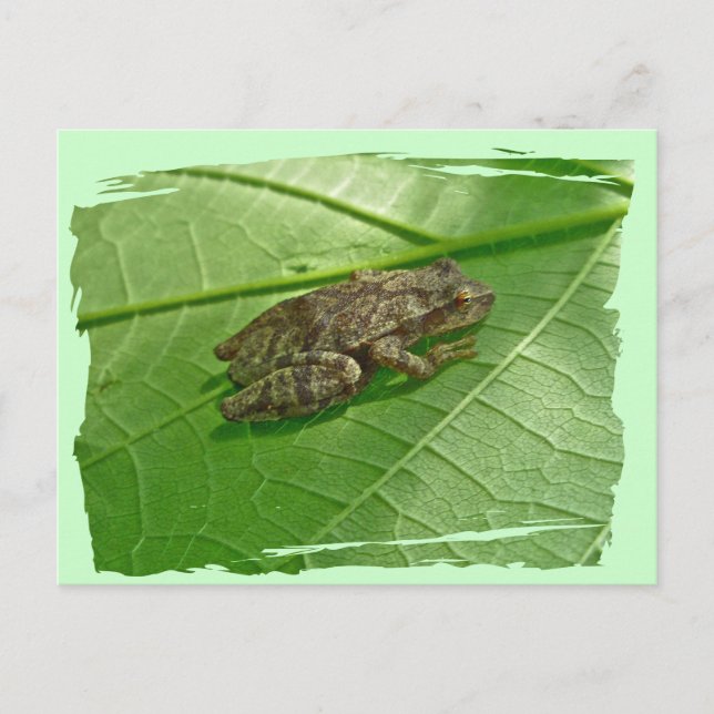 Vår Peeper (Pseudacris Crucifer) Treefrog Items Vykort (Framsida)
