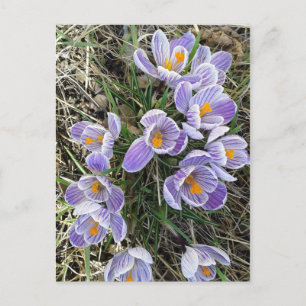 Vår Pickwick Dutch Crocus Flowers vykort