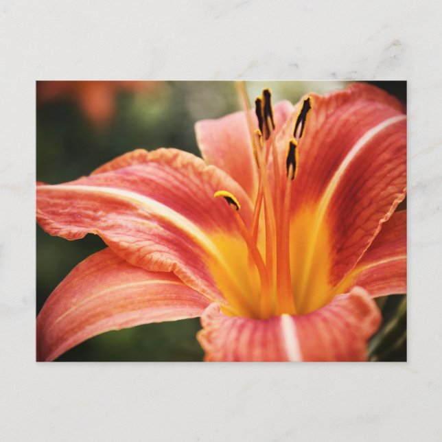 Vår Poetry Vykort (Framsida)