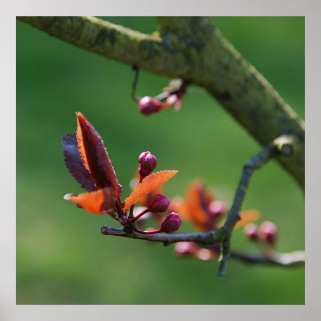 Vår Poster (Framsidan)