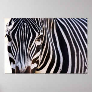 Var Poster Zebra?