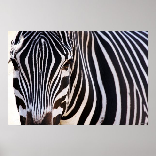 Var Poster Zebra? (Framsidan)