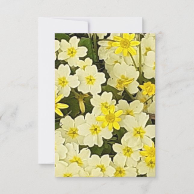 Vår Primroses Kort (Framsida)